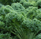 Curled Blue Kale Seeds for Planting – Plant & Grow Heirloom Non-GMO Curled Blue Vates Kale Home Outdoor Vegetable Garden, Brassica oleracea VAR. acephalla – 5 Packets