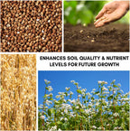 Buckwheat Seeds for Planting - Cover Crop, Grain, Bee Pasture, Pollinator, Wildlife Seed (50 Pounds)