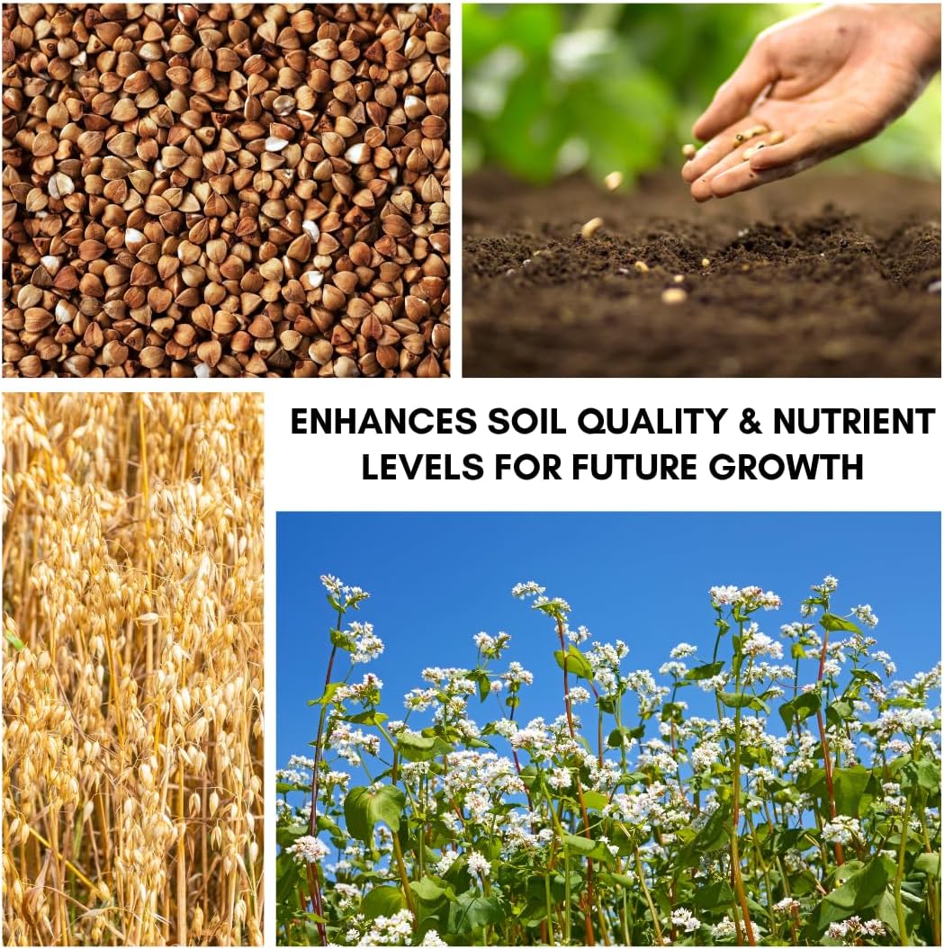 Buckwheat Seeds for Planting - Cover Crop, Grain, Bee Pasture, Pollinator, Wildlife Seed (22 Pounds)