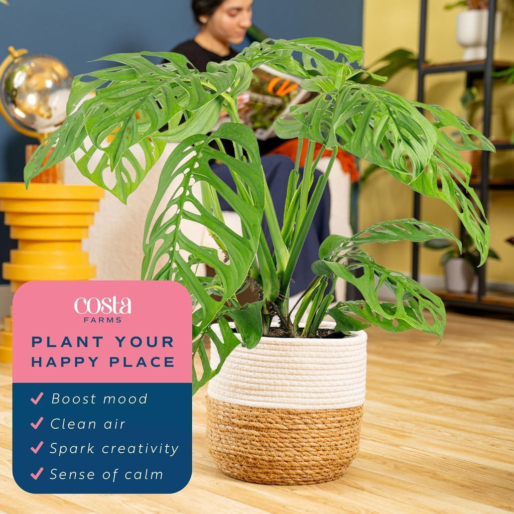 Costa Farms Monstera Esqueleto Live Plant | 2-3 Feet Tall | Large Tropical Houseplant in 10-Inch Plant Pot | Gift for Housewarming, Birthday | Perfect Decor for Home, Office, and Room