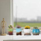 ARTKETTY Succulent Pots - Small Succulent Plant Pot with Drainage Pack of 6, Ceramic Cactus Planter Pots for Indoor Unique Flower Planter Container for Home Office Decor