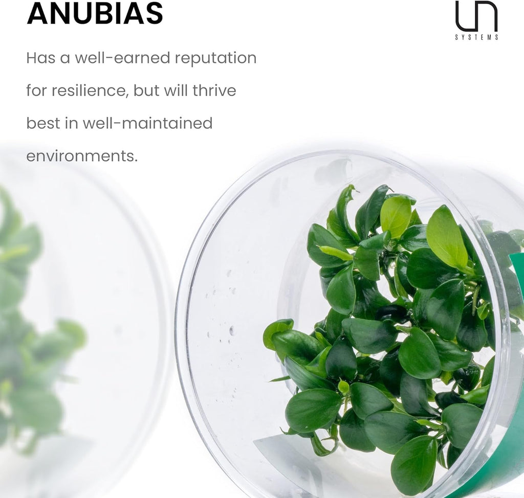 Ultum Nature Systems Live Tissue Culture - Anubias Nana Golden (Anubias barteri 'Nana') - Easy - Low to Medium Light - Light Green Accent - Foreground to Midground - 100% Snail Free Grown in-Vitro