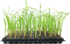 Giant Egyptian Papyrus | 3 Live Plants | Cyperus Large Shade & Wet Tolerant Aquatic Foliage