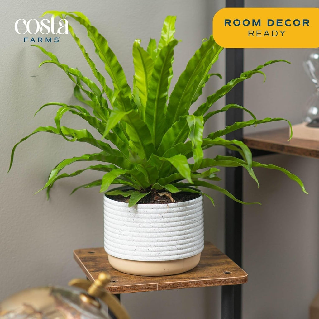 Costa Farms Bird's Nest Fern Live Plant in Decorative Pot, Air Purifying Indoor Houseplant, Perfect for Home, Room, or Office Decor, Great House Warming or Birthday Gift, 12-18 Inches Tall