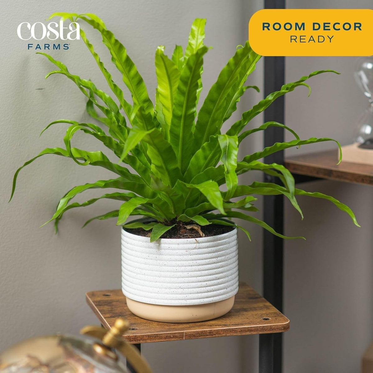 Costa Farms Bird's Nest Fern Live Plant in Plastic Pot, Air Purifying Indoor Houseplant, Perfect for Home, Room, or Office Decor, Great House Warming or Birthday Gift, 12-18 Inches Tall