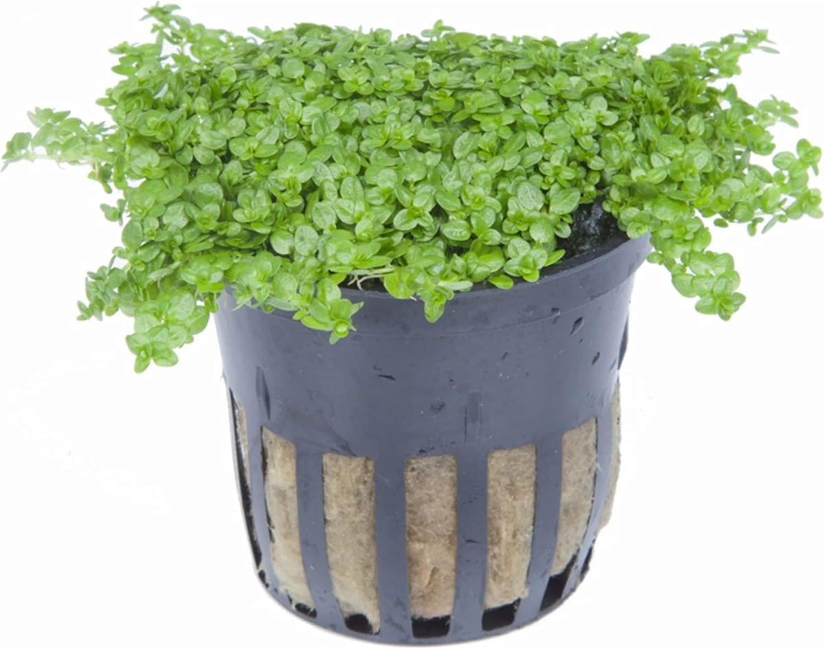 Foreground Potted Live Aquarium Plants | Freshwater Aquatic Plants for Aquariums (Potted Dwarf Baby Tears, 5 Pack)