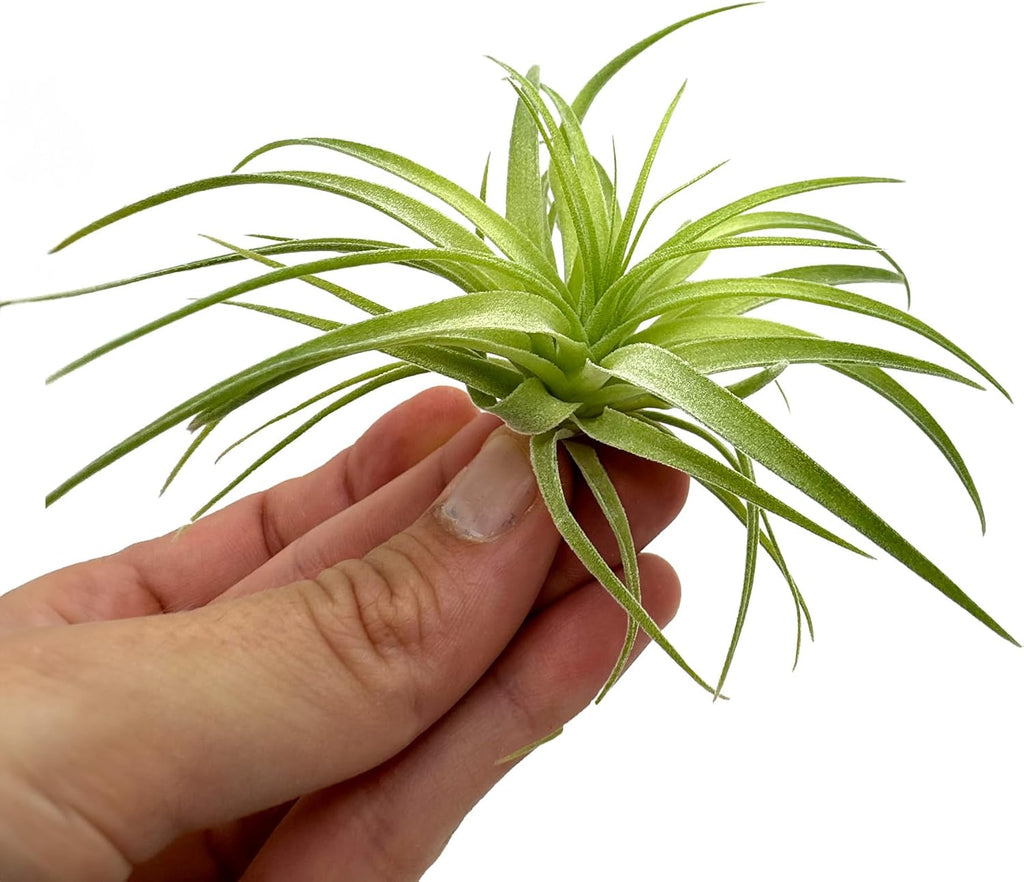 Live Air Plants - Tillandsia Geminiflora 1-3" - 1ct – ragnaroc Live Indoor Plant - Live Arrival Guaranteed - House Plants for Home Decor & Gift