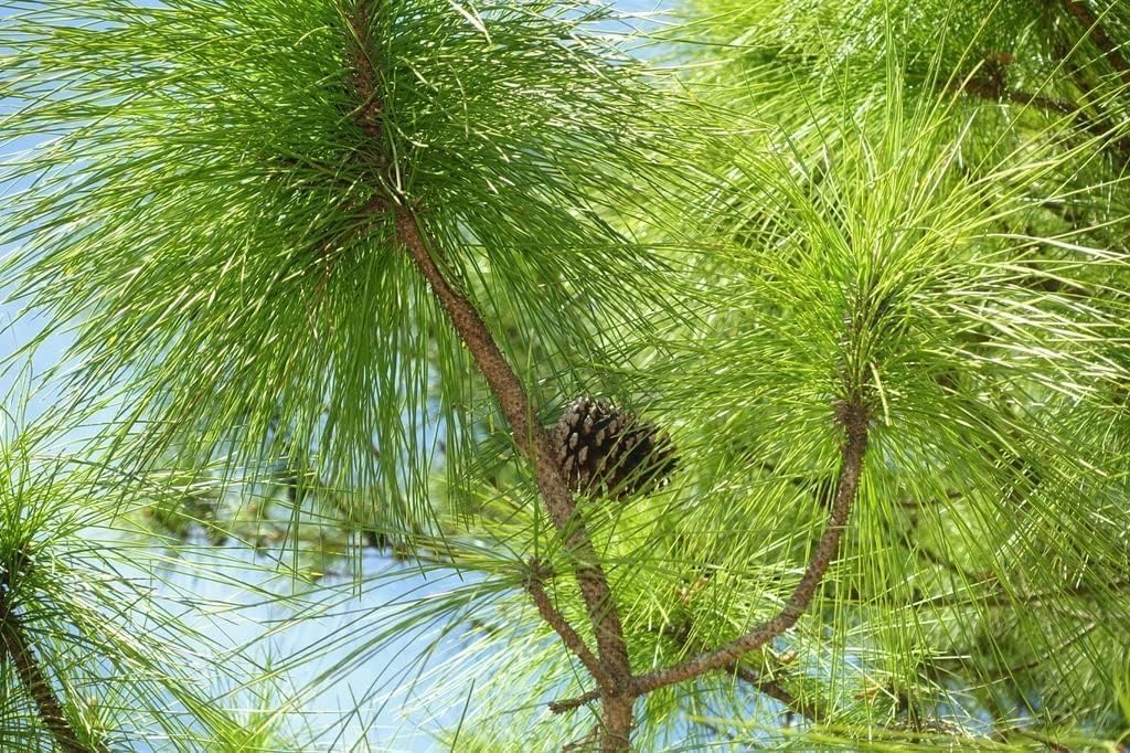 Slash Pine Tree | 20 Live Plants | Pinus Elliottii | Fast Growing Stately Shade Tree