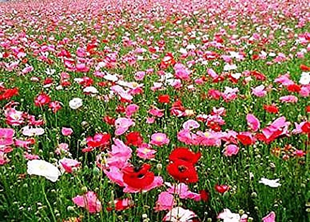 10,000 Double Shirley Poppies Seeds: Pastel Poppy Seeds