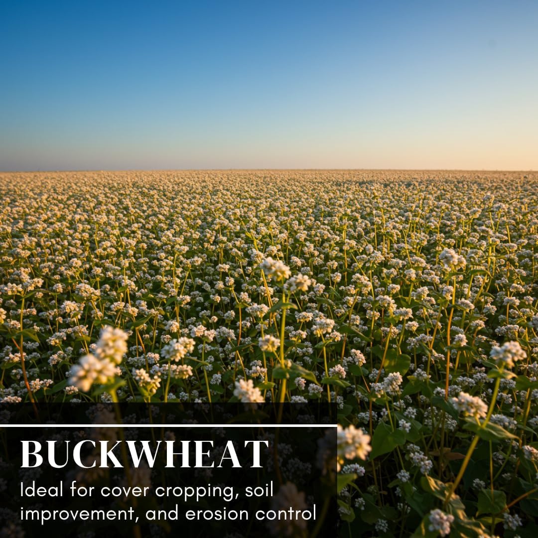 Buckwheat Seeds for Planting - Cover Crop, Grain, Bee Pasture, Pollinator, Wildlife Seed (8 Pounds)