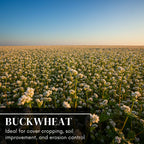 Buckwheat Seeds for Planting - Cover Crop, Grain, Bee Pasture, Pollinator, Wildlife Seed (50 Pounds)