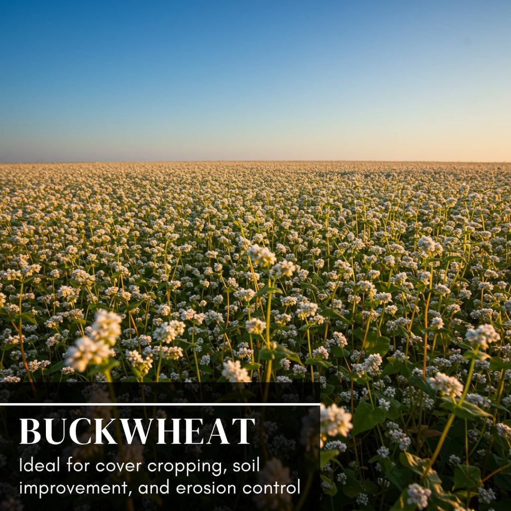 Buckwheat Seeds for Planting - Cover Crop, Grain, Bee Pasture, Pollinator, Wildlife Seed (22 Pounds)