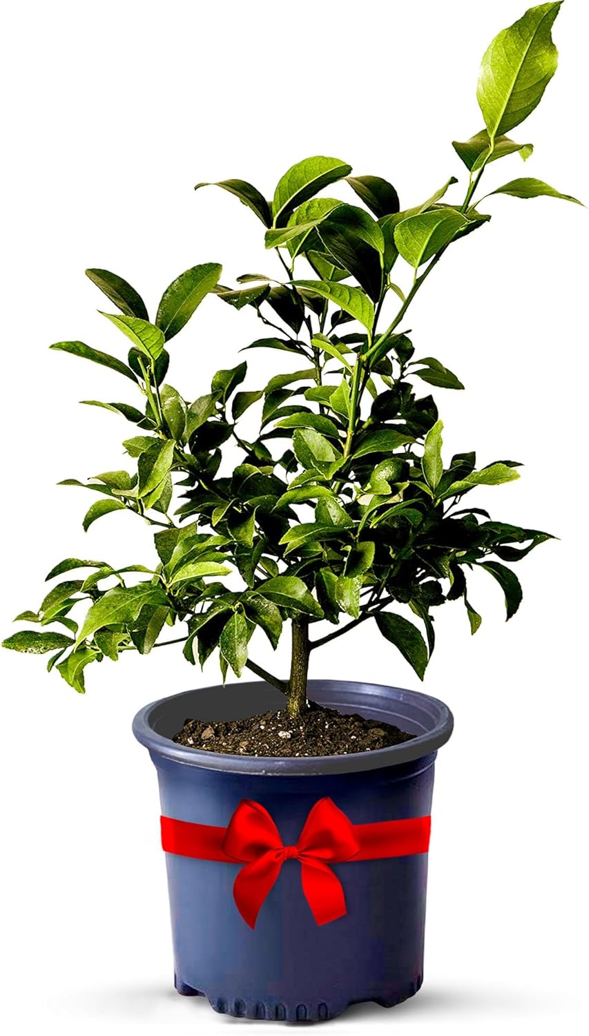 Key Lime Live Tree Indoor Plants Outdoor 18-22" Tall - Fruit Trees, Key Limes Tree Outdoor Patio Cannot Ship: CA/AZ/TX/LA – Potted Indoor Fruit Trees Live Plants, Plant Lover Gifts by Via Citrus