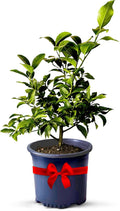 Key Lime Live Tree Indoor Plants Outdoor 18-22" Tall - Fruit Trees, Key Limes Tree Outdoor Patio Cannot Ship: CA/AZ/TX/LA – Potted Indoor Fruit Trees Live Plants, Plant Lover Gifts by Via Citrus