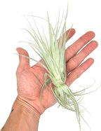 Live Air Plant - Tillandsia Gardneri 5-7” - 3ct - ragnaroc Rare Collectors Indoor Tropical Plant - Live Arrival Guaranteed - House Plants for Home Decor & Gift