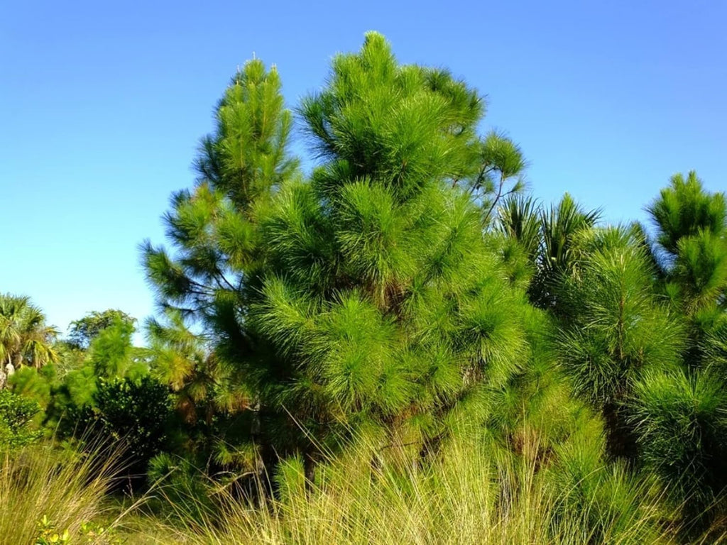 Slash Pine Tree | 30 Live Plants | Pinus Elliottii | Fast Growing Stately Shade Tree