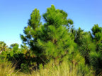 Slash Pine Tree | 40 Live Plants | Pinus Elliottii | Fast Growing Stately Shade Tree