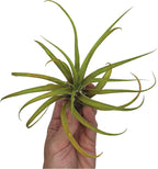 ragnaroc Air Plants - Tillandsia Capitata (Peach), Large 5-7” - 5 ct - Live Arrival Guaranteed - House Plants for Home Decor & Gift