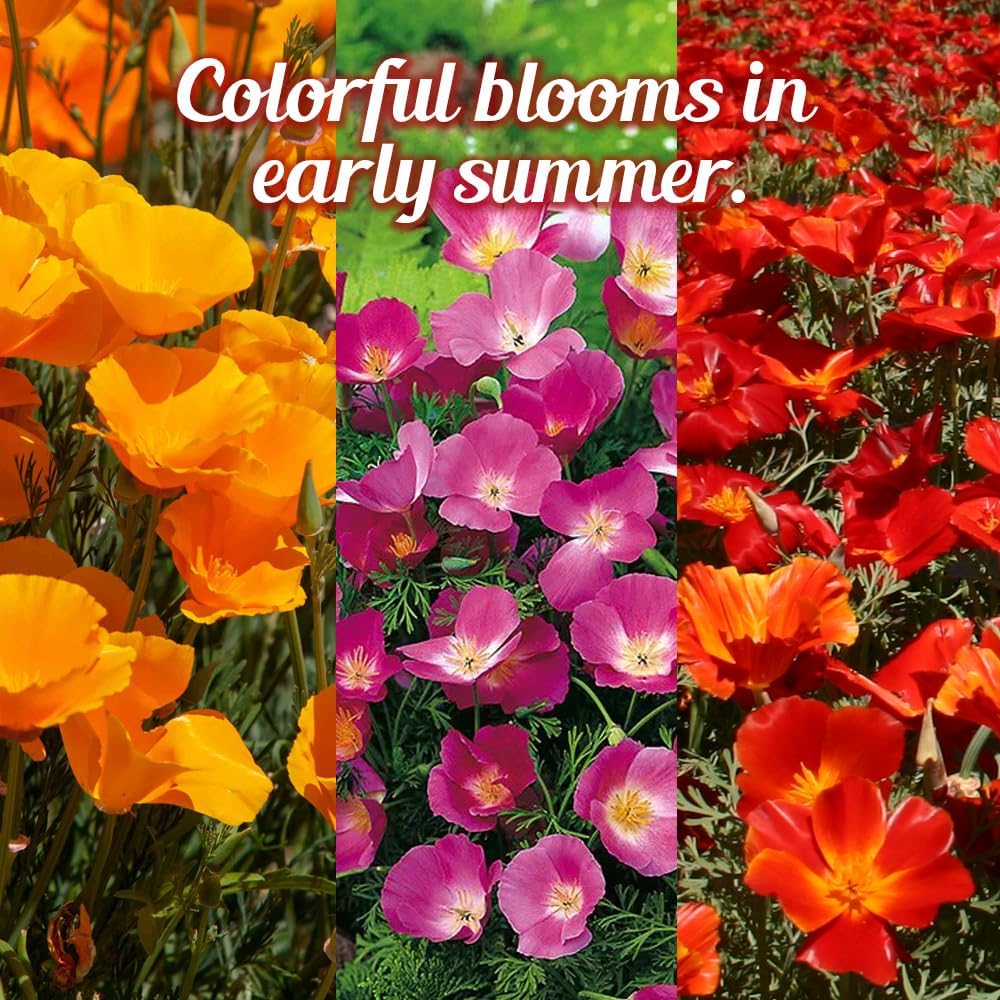Parade of Poppy Wildflower Seeds - 1oz, Open-Pollinated Flower Seed Mix Packets, No Fillers, Annual, Perennial Wildflower Seeds, Year Round Planting - 1 oz