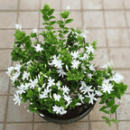 Jasmine Plant, Fragrant Jasmine Flower Vine 4-8 Inches Well Rooted for Container, Hanging Basket Growing (White)