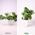 5PCS Monstera Plant Support Hook - 5.5x5.5 inch Premium Indoor Stem Stabilizer for Monstera & Fishbone Cactus, Durable,Easy Installation, Gentle Protection for Healthy Plant Growth
