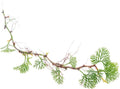 SubstrateSource Live Jungle Plant - Davallia parvula - Moderate Care, Medium to High Light, Bright Green Accent, Vivarium or Terrarium Epiphytic Plant - Loose/Bare Root