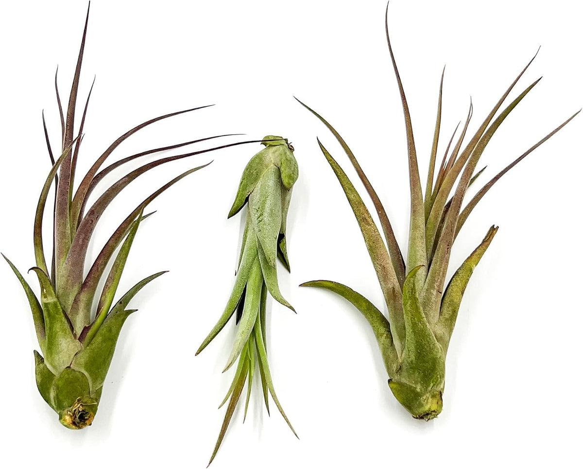 ragnaroc Live Air Plant – Tillandsia Capiput, Jumbo 6-9” - 5 ct - Live Arrival Guaranteed - House Plants for Home Decor & Gift