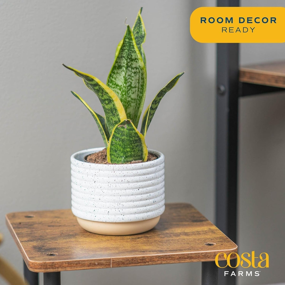 Costa Farms Sansevieria Snake Live Indoor Plant, 8-Inch Tall, Grower's Choice, White-Natural Décor Planter