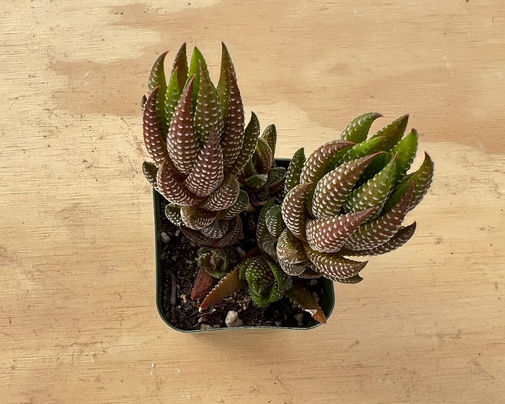 Sprout N Green Haworthia coarctata VAR. adelaidensis, Rare Live Succulent Plant Fully Rooted in 2inch Starter Pot, Home Office Indoor Outdoor Wedding Decoration DIY Projects Party Favor
