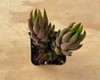 Sprout N Green Haworthia coarctata VAR. adelaidensis, Rare Live Succulent Plant Fully Rooted in 2inch Starter Pot, Home Office Indoor Outdoor Wedding Decoration DIY Projects Party Favor