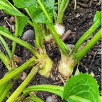 XL Size Horseradish Crown Root Plant, Horseradish Crowns to Plant, Planting Size Roots, No HI