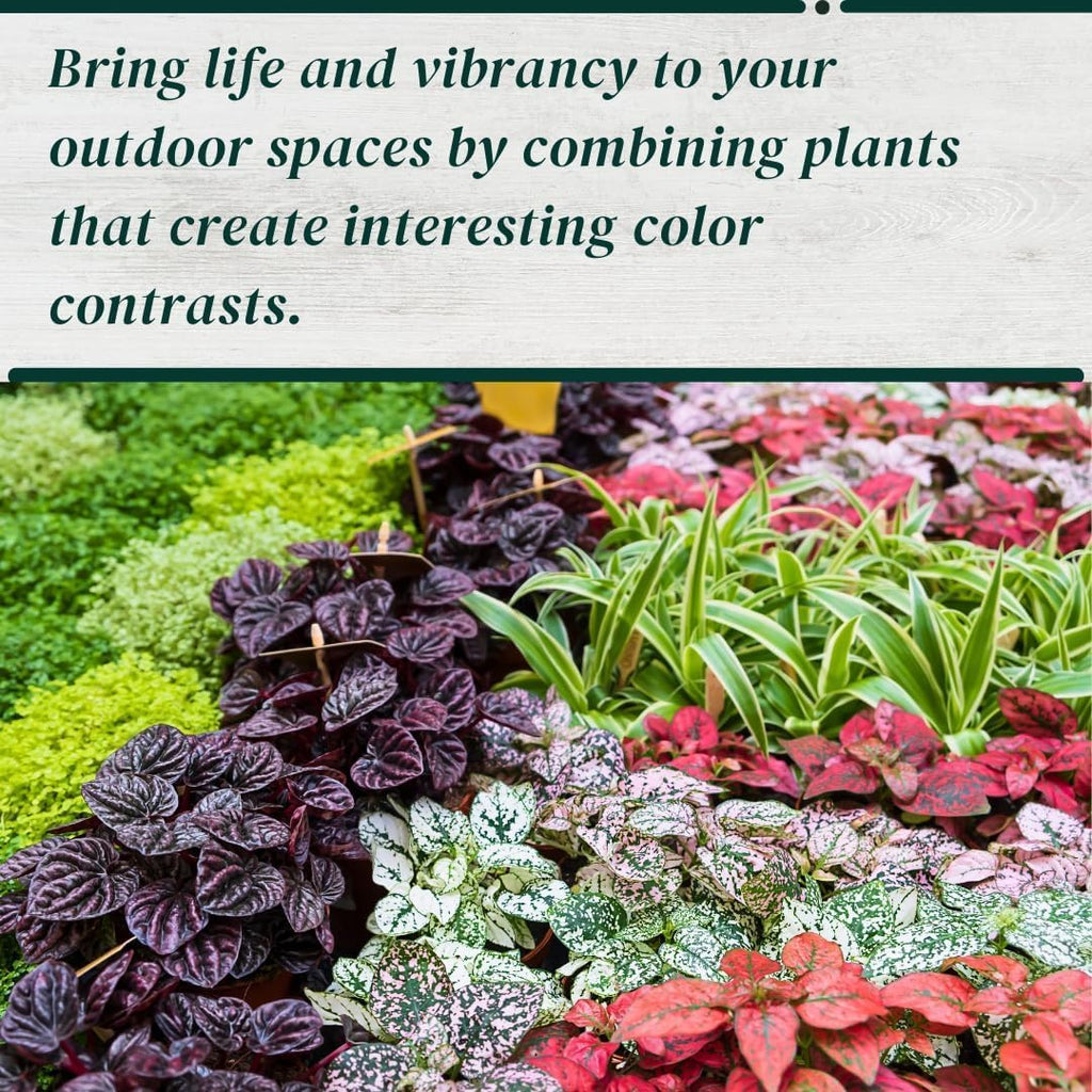 Polka Dot Plant Collection (4-Pack) - Live Houseplants, Small Indoor Plants, Hypoestes (Red, White, Rose, and Pink) - Colorful, Air-Purifying House Plants (Collection)