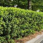 Burfordi Holly | 3 Large Gallon Size Plants | Ilex Cornuta | Fast Growing Evergreen Shrubs, Privacy Hedge Plants, Dark Green Foliage, Low Maintenance Landscaping, Ideal for Hedges and Borders