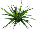 Dracaena Rikki – Live Tropical Plant in 10-Inch Grower Pot | Indoor & Outdoor Use