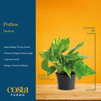 Costa Farms Golden Pothos Live Plant, Easy Care Indoor House Plant in Modern Decor Planter Pot, Potting Soil, Natural Air Purifier Houseplant, Housewarming Gift, Home Decor, Room Decor, 10-Inches Tall