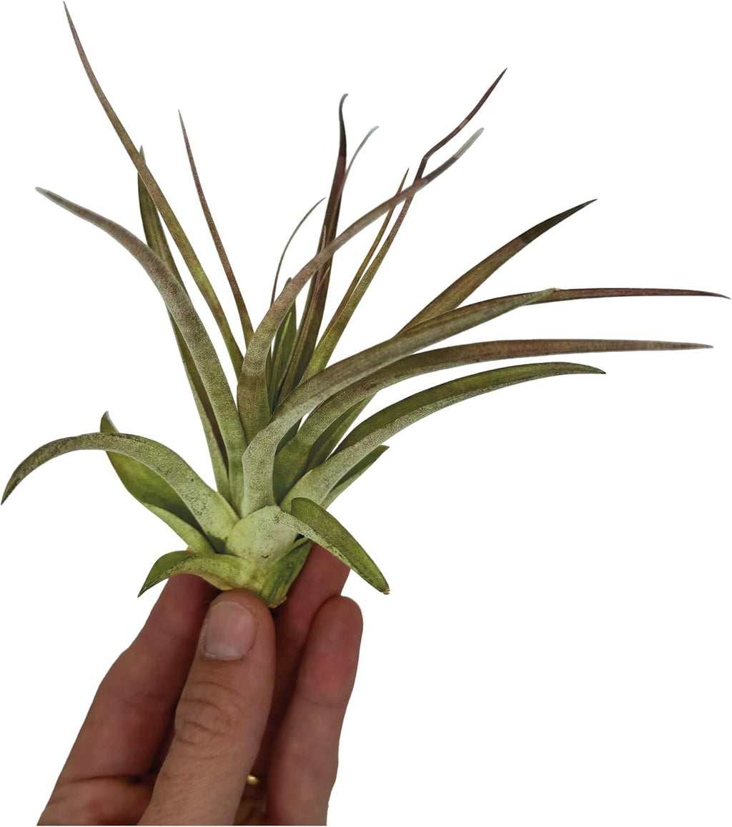 ragnaroc Air Plants - Tillandsia Brachycaulos Multiflora, Jumbo 5-7" - 3 ct - Live Arrival Guaranteed - House Plants for Home Decor & Gift