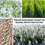 Rye Grain Seeds – 5 lbs – Open-Pollinated Cover Crop and Forage Mix for Soil Improvement, Erosion Control, and Deer Food Plots