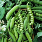 50 Sugar Ann Sugar Snap Pea Heirloom Seeds - Non GM - BUSH Form 2' High