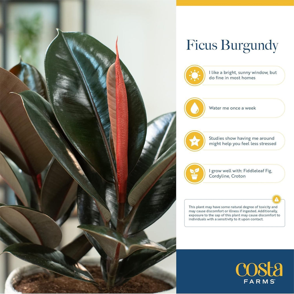Costa Farms Burgundy Rubber Plant, Live Indoor Ficus Elastica Tree, Live Indoors Houseplant in Nursery Pot, Potting Soil Mix, Gift for Housewarming New House, Home or Office Decor, 2-3 Feet Tall