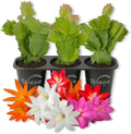 Christmas Cactus Variety 3pack - 3 Live Starter Plants - Schlumbergera Bridgesii - Growers Choice Beautiful Colorful Tropical Indoor Succulent