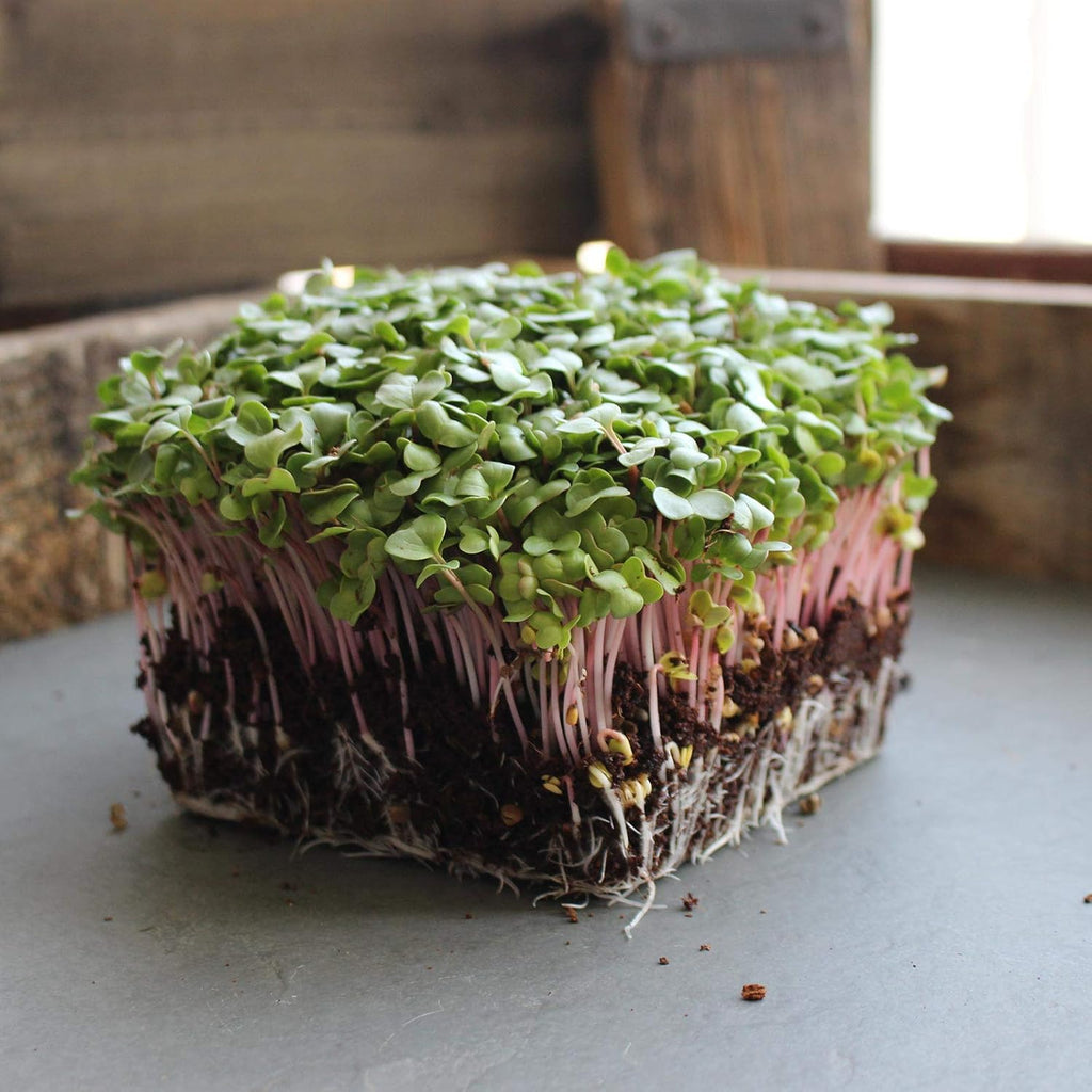 Radish Sprouting Seed - Red Arrow Variety - 4 oz Seed Pouch - Heirloom Radish Sprouts - Non-GMO Sprouting and Micro Greens