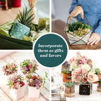 Shop Succulents Assorted Succulent Plant Pack Collection - Live Mini Succulent Plants, Low Maintenance, Mixture of Colors & Textures - Wedding and Party Favors, Gift & Garden, Pack of 64