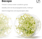 Ultum Nature Systems Live Tissue Culture - Purple Bacopa (Bacopa salzmannii) - Moderate - Moderate to High Light - Purple and Violet Accent - Midground - 100% Snail Free Grown in-Vitro - Regular Cup