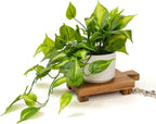 Kurrajong Farmhouse Dark Green Fake pothos | Fake Plant for Shelf Decor | Artificial Trailing Ivy Plant with 5" Wide x 3.5" high Ceramic Pot Faux pothos Plant for Floating Shelves