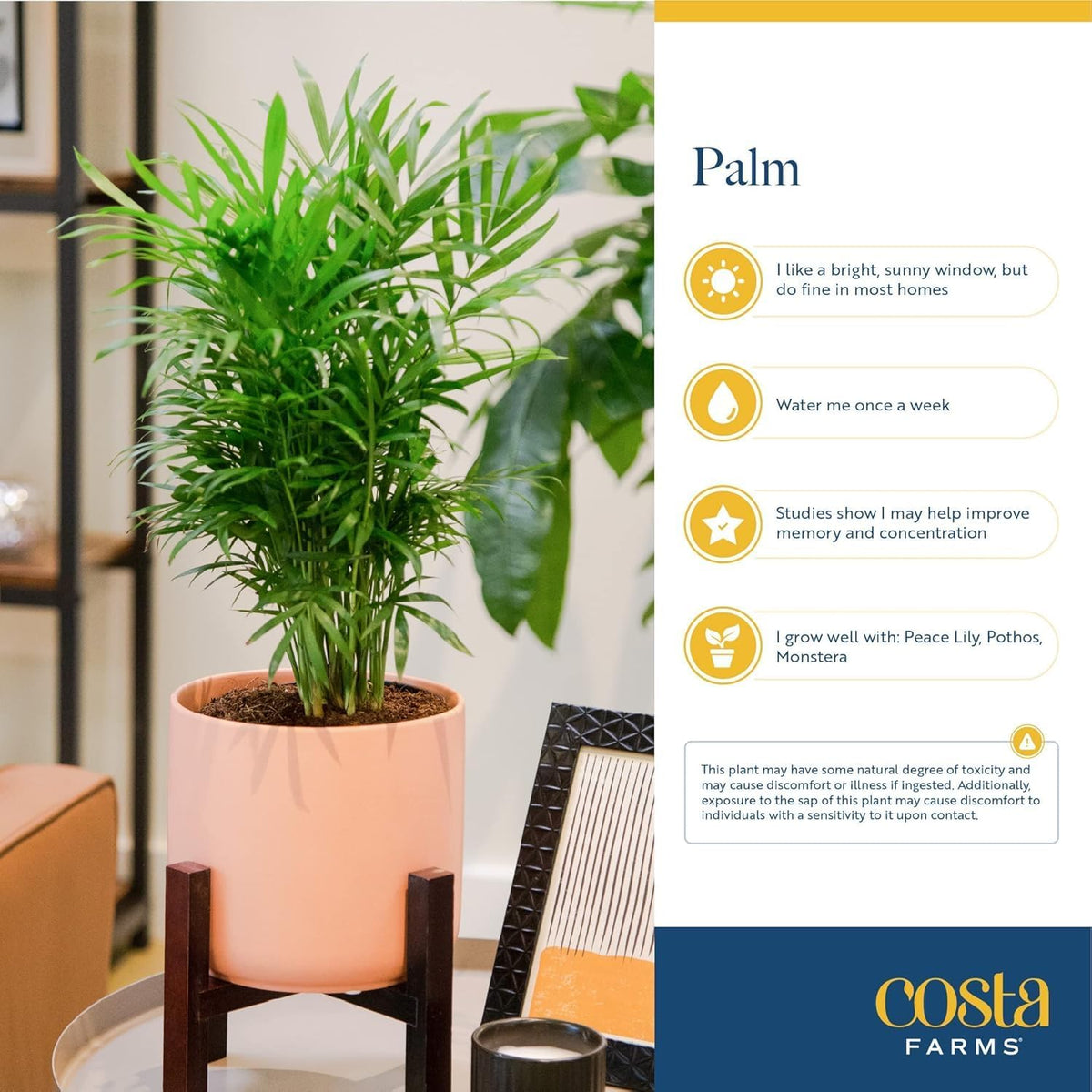 Costa Farms Cat Palm, Live Indoor Houseplant in Décor Planter, Tree-Like Floor House Plant Potted in Soil, Housewarming Gift for New Home, Living Room or Office Decor, Patio Decor, 3-4 Feet Tall