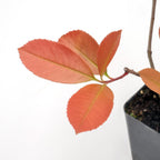 2 Red Tip Photinia/Photinia x Fraseri, Thriving in Extra Deep Nursery Cubes