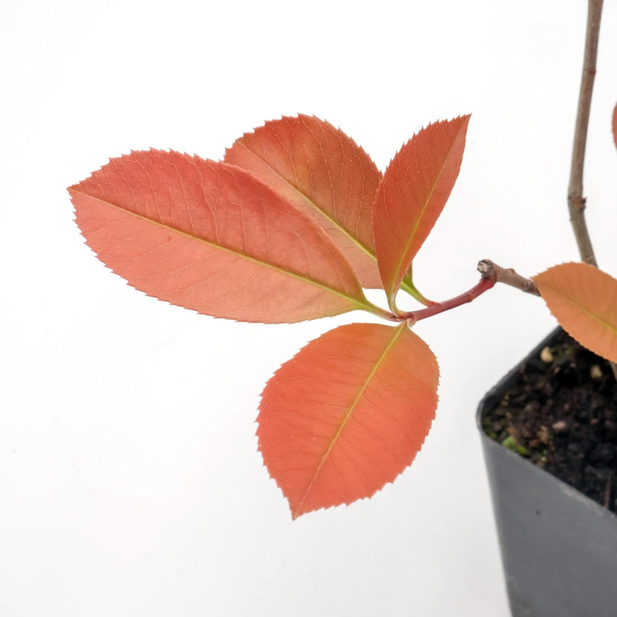 2 Red Tip Photinia/Photinia x Fraseri, Thriving in Extra Deep Nursery Cubes