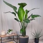 Bird of Paradise - White - Strelitzia Nicholai. (4 White BoP in Cup)