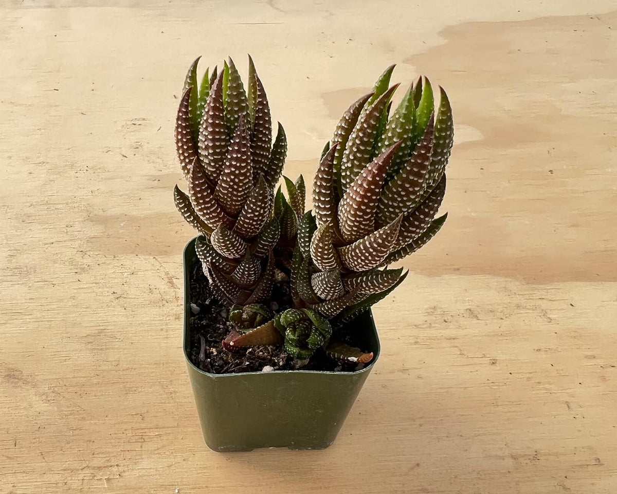 Sprout N Green Haworthia coarctata VAR. adelaidensis, Rare Live Succulent Plant Fully Rooted in 2inch Starter Pot, Home Office Indoor Outdoor Wedding Decoration DIY Projects Party Favor