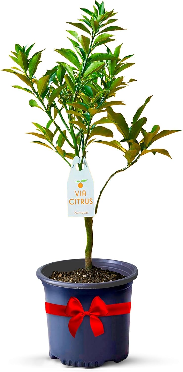 Grafted Kumquat Live Tree Plants Outdoor Plant 14-18" Tall - Sweet Kumquat Fruiting Tree Cannot Ship: CA, AZ, TX, LA, Dwarf Fruit Trees, Indoor Fruit Trees Live Plants, Kumquats Plant by Via Citrus
